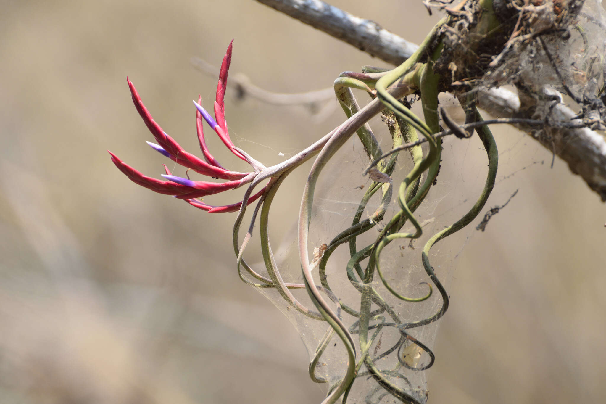 Image de Tillandsia caput-medusae É. Morren