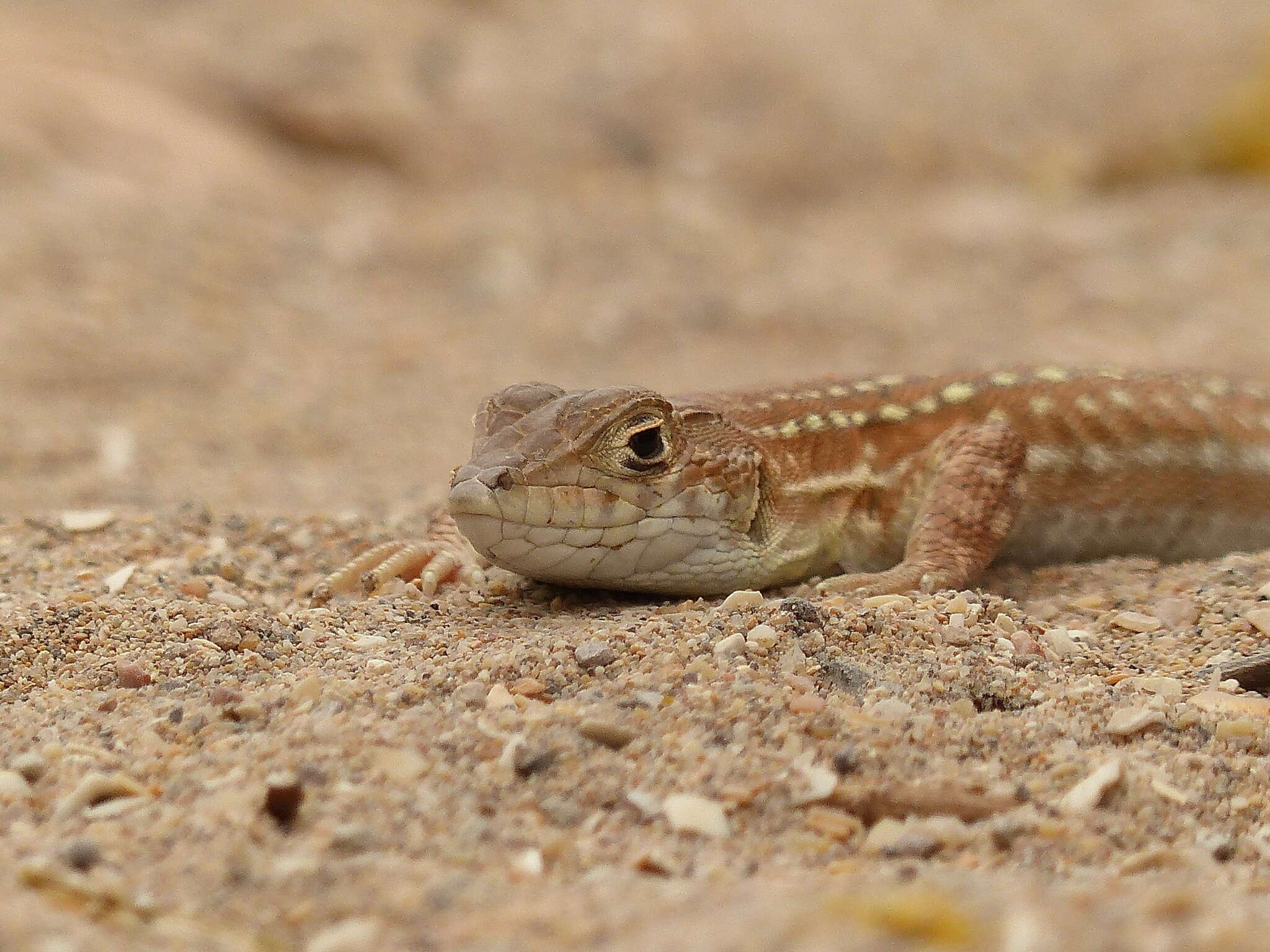 Plancia ëd Acanthodactylus margaritae Tamar, Geniez, Brito & Crochet 2017