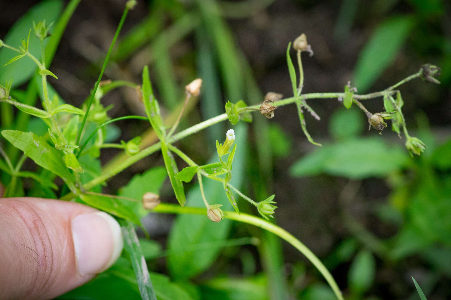 Plancia ëd Gratiola neglecta Torr.