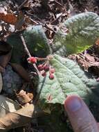 Image of Ardisia primulifolia Gardner & Champ.