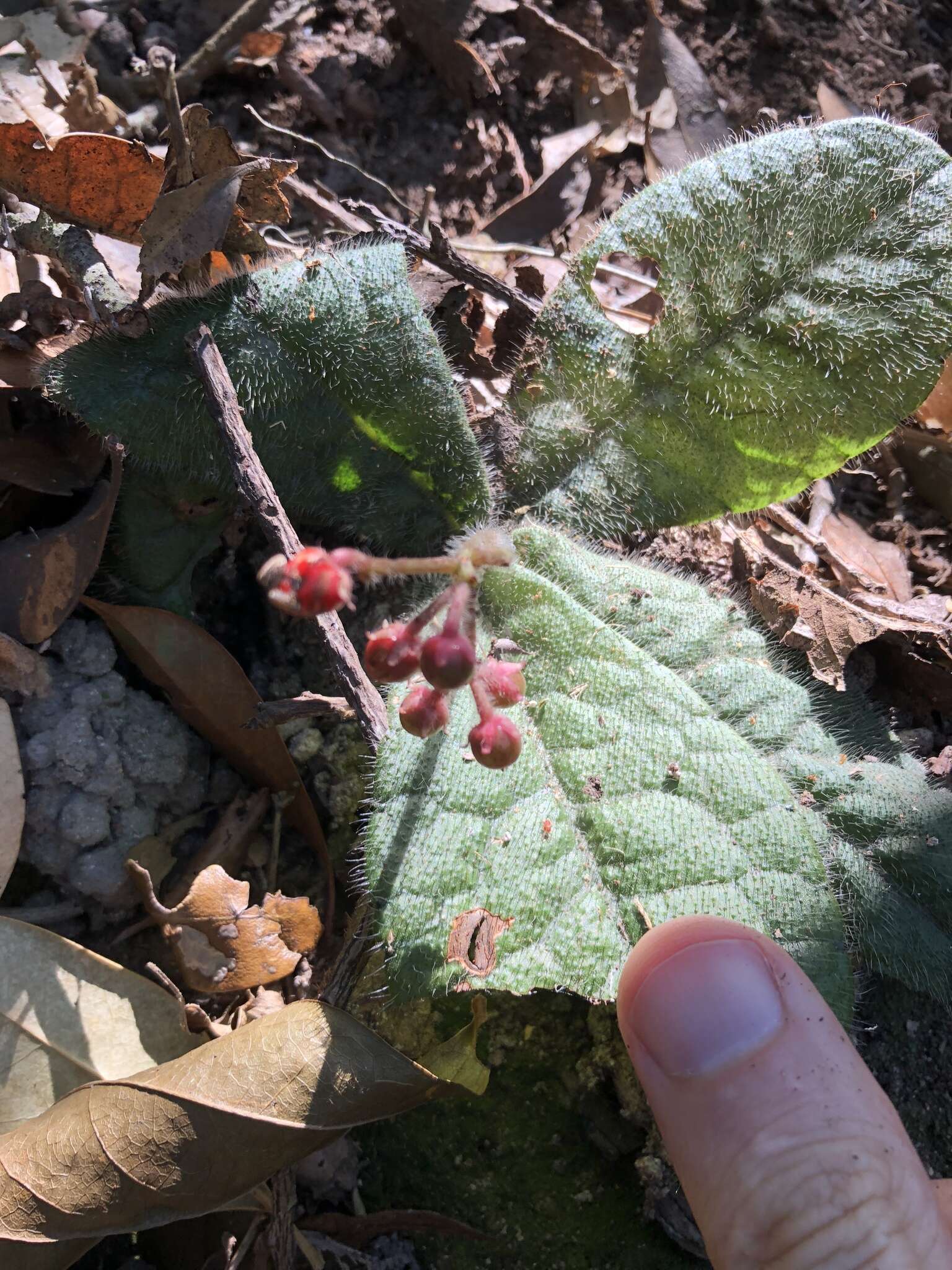 Image of Ardisia primulifolia Gardner & Champ.