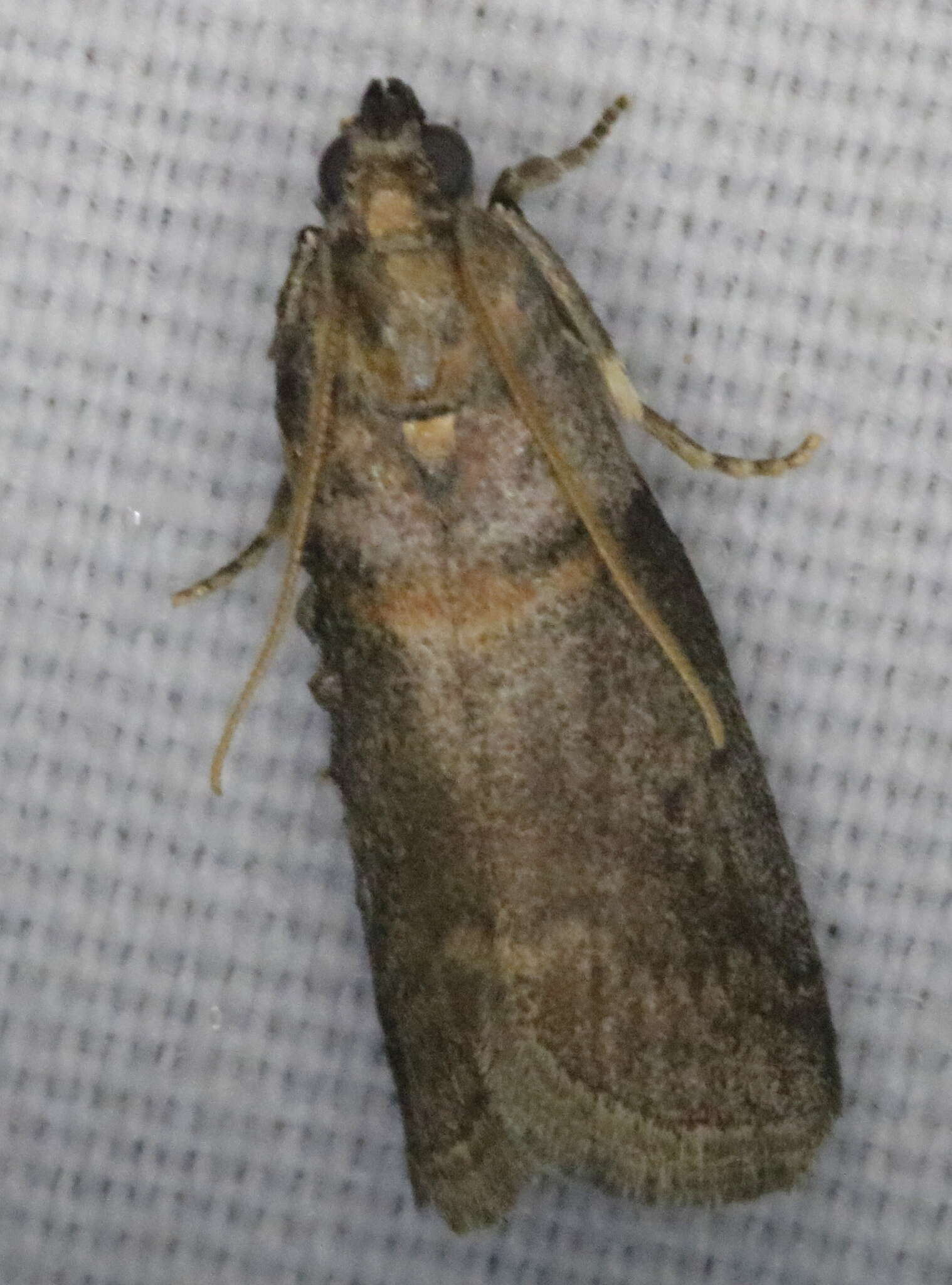 Image of pecan leaf casebearer