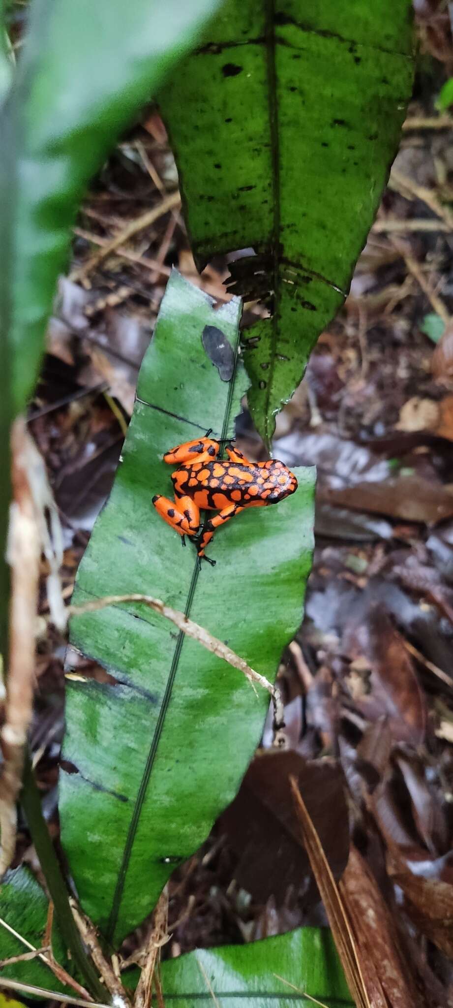 Image of Oophaga solanensis Posso-Terranova & Andrés 2018