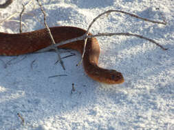 Imagem de Nerodia clarkii compressicauda Kennicott 1860