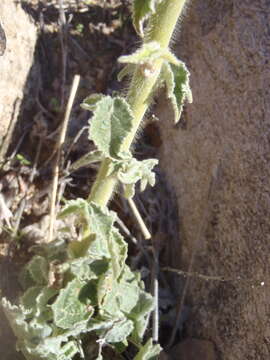 Image of Parish's Indian mallow