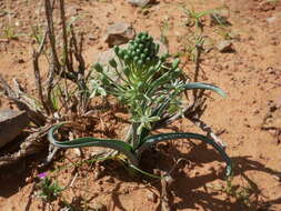 Image of Albuca prasina (Ker Gawl.) J. C. Manning & Goldblatt