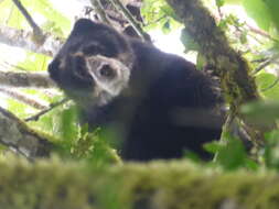 Image of Andean Bears