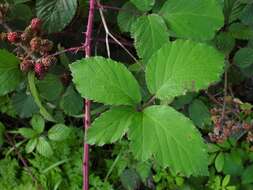 Sivun Rubus elegantispinosus (Schumacher) H. E. Weber kuva