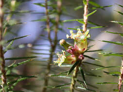 Image of Acrotriche serrulata (Labill.) R. Br.