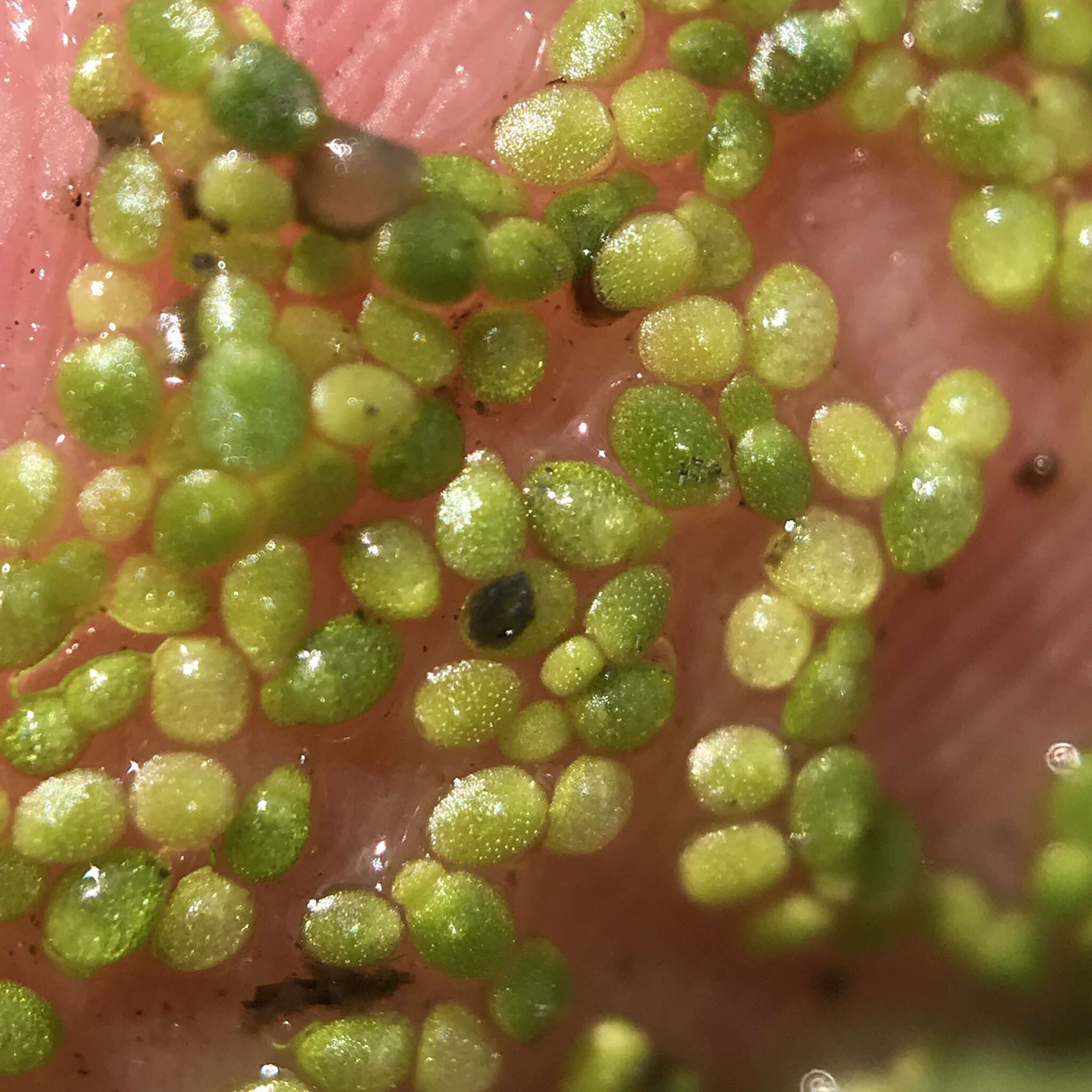 Image of Brazilian water meal