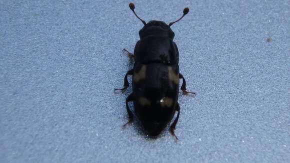 Image of Four-spotted Sap Beetle