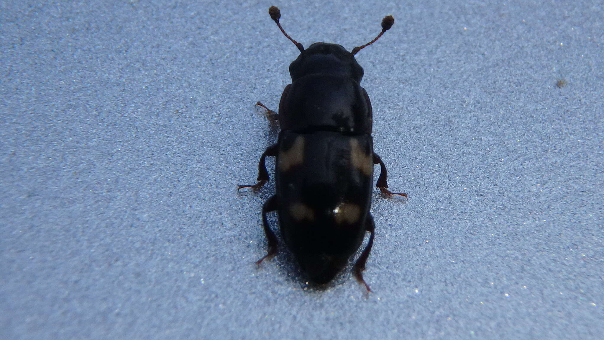 Image of Four-spotted Sap Beetle