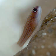 Image of Avidor&#39;s pygmygoby