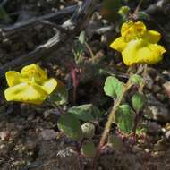 Image of Hemimeris racemosa (Houtt.) Merrill