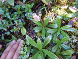 Image de Chimaphila umbellata subsp. umbellata