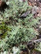 Image of silvery nailwort