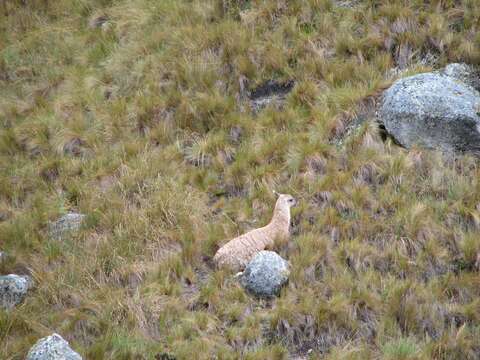 Image of Alpaca