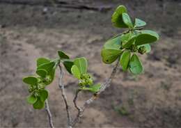 Image of Euphorbia mandravioky Leandri