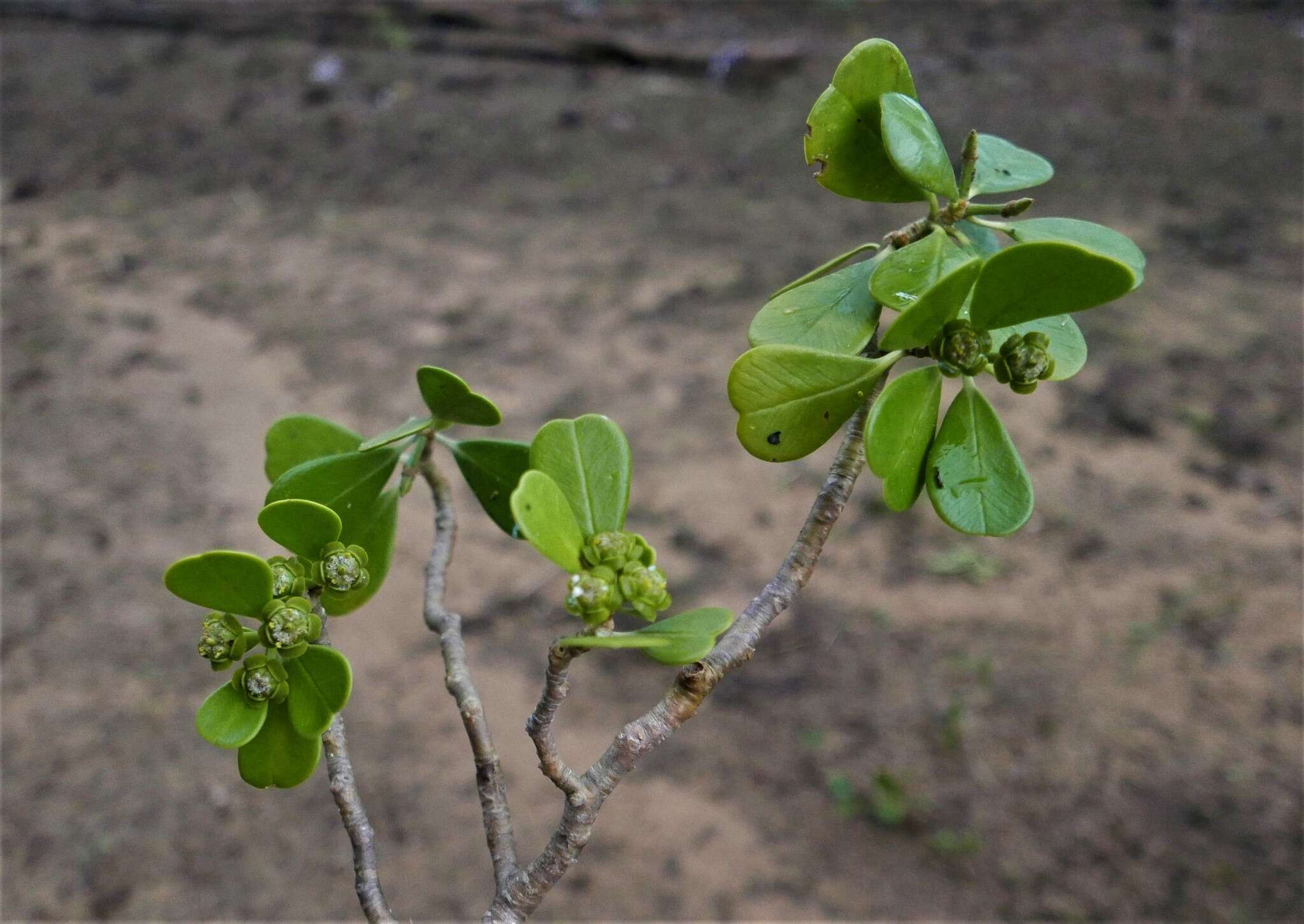 Image of Euphorbia mandravioky Leandri