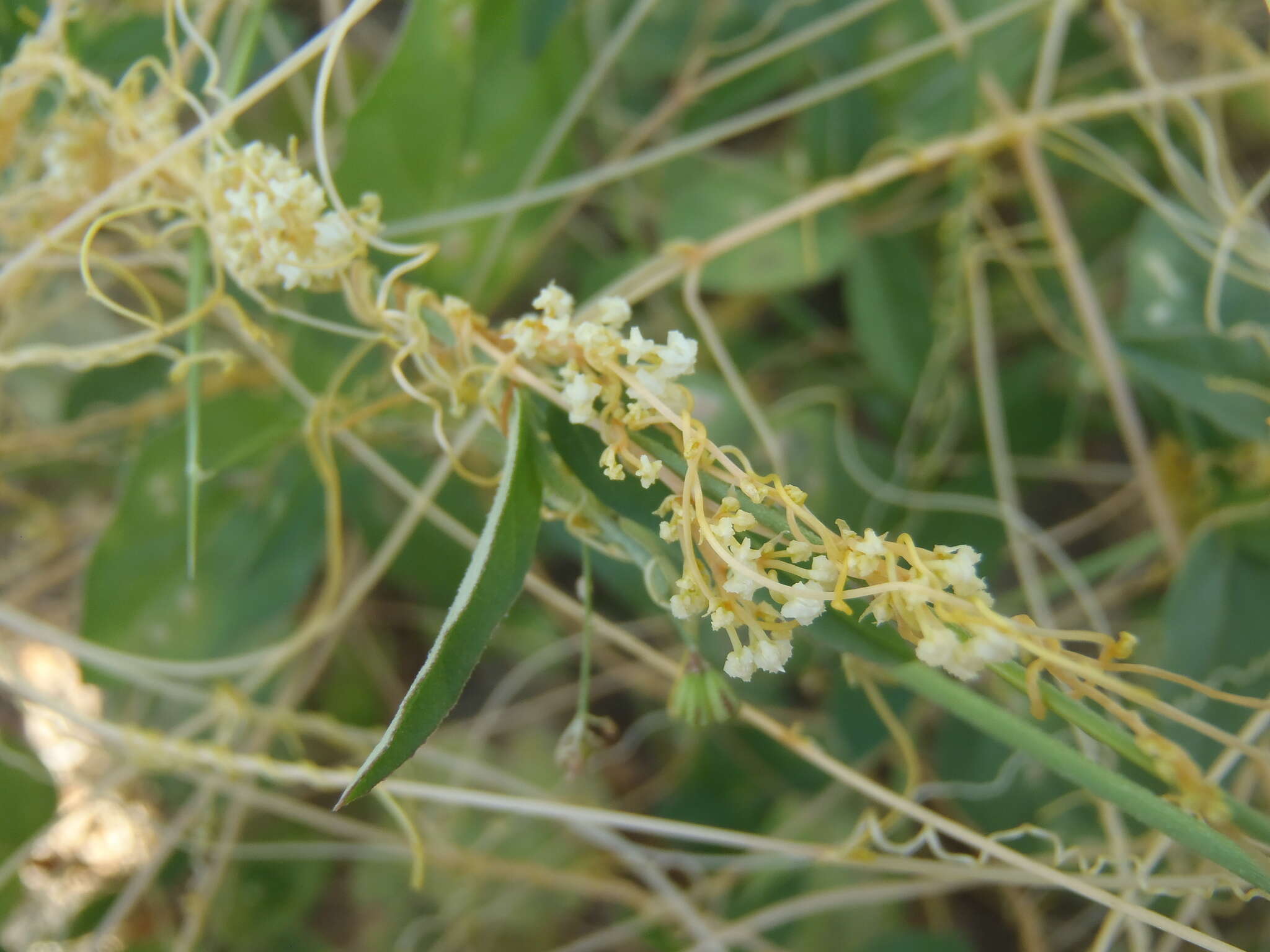 Imagem de Cuscuta tuberculata T. S. Brandegee