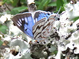 Image of Stugeta bowkeri bowkeri