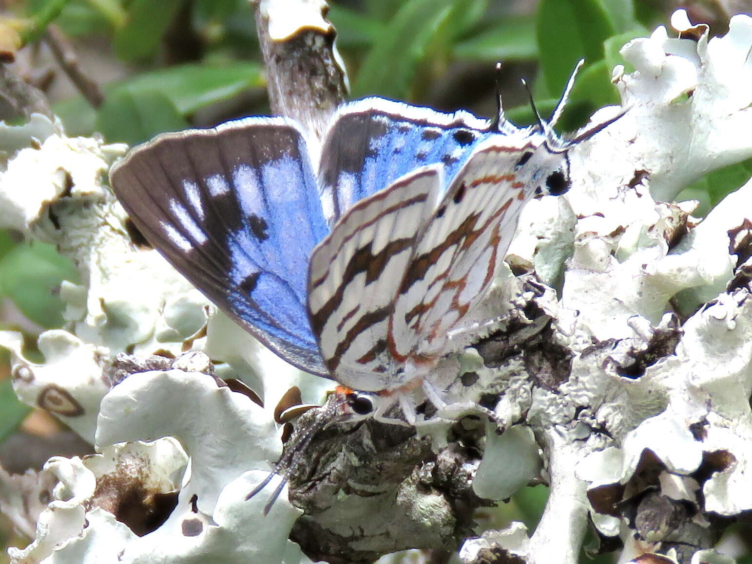 Image de Stugeta bowkeri bowkeri