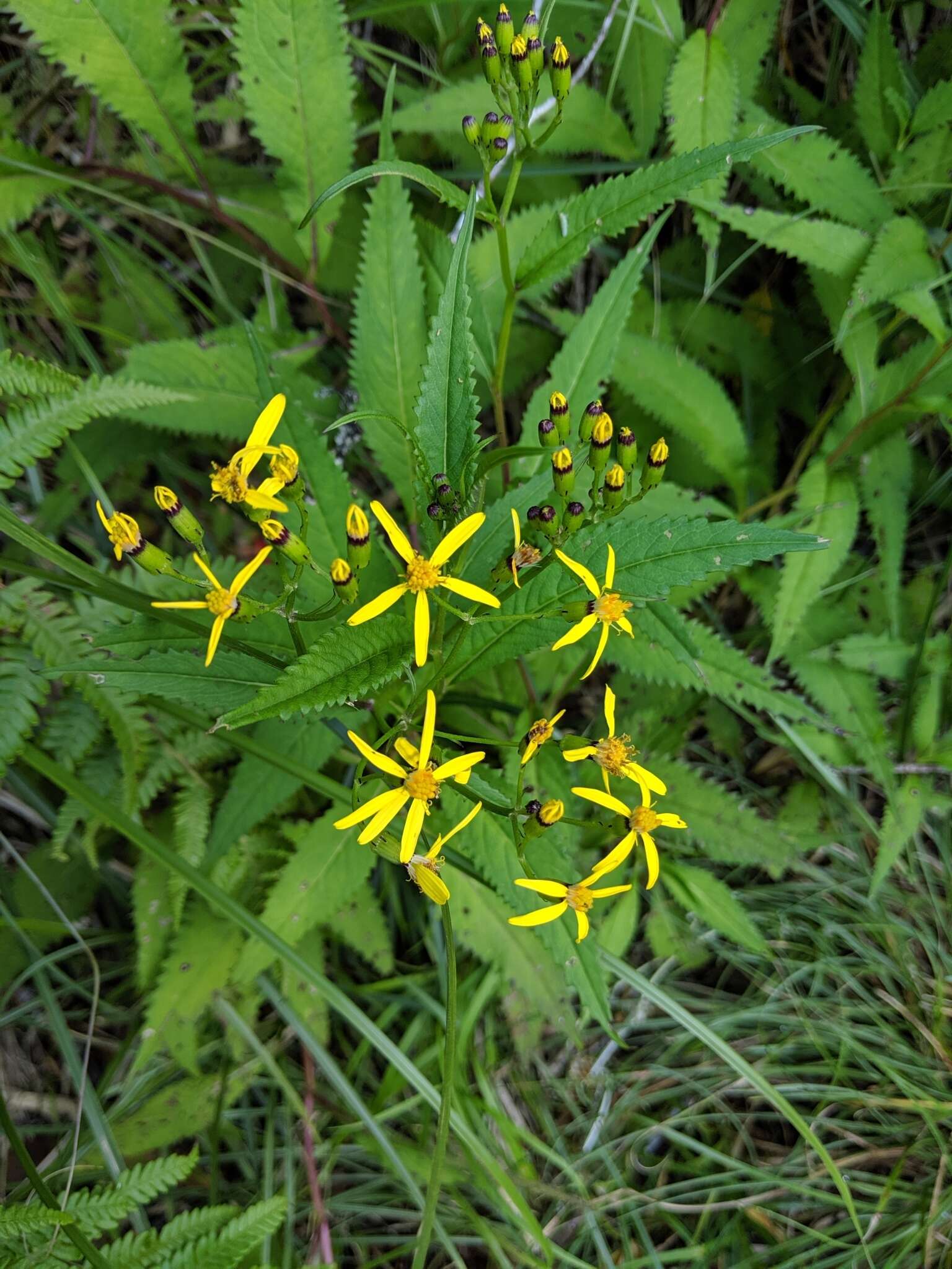 Plancia ëd Senecio morrisonensis var. dentatus Kitam.