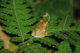 Leptopelis flavomaculatus (Günther 1864) resmi