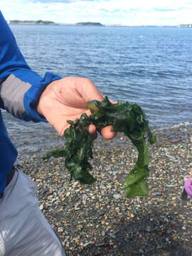 Image of Sea lettuce