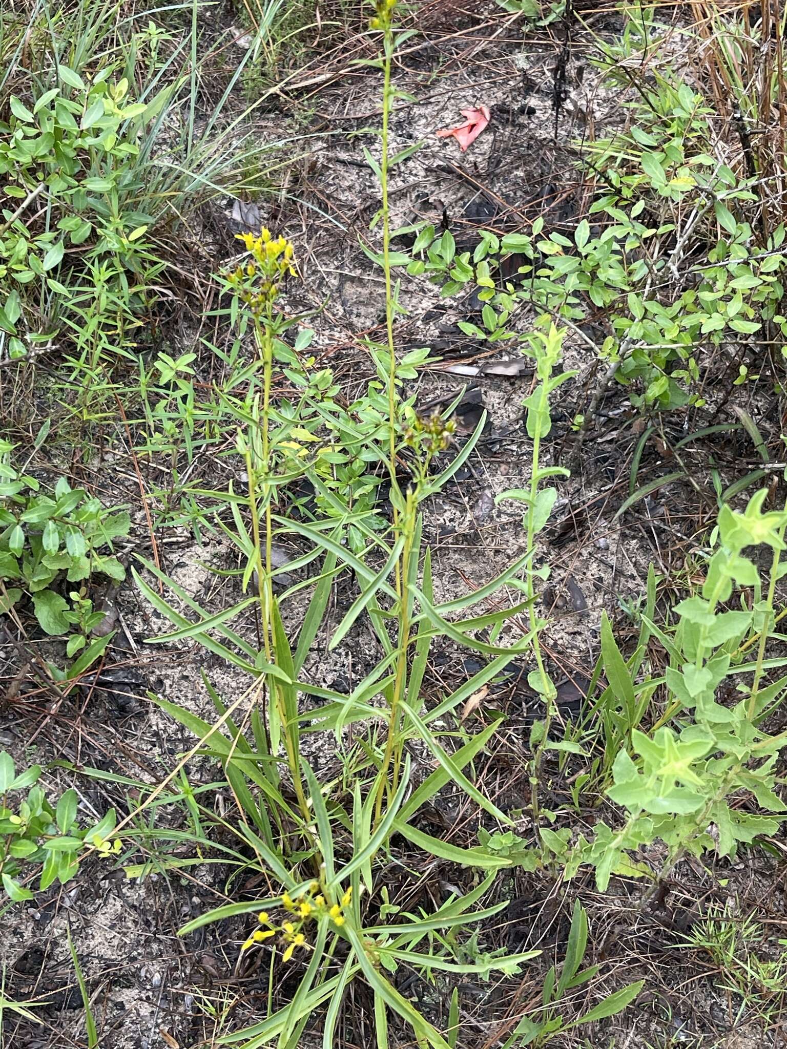 Image of Solidago nitida Torr. & A. Gray