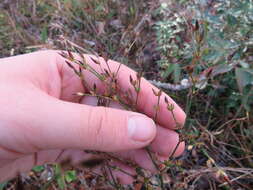 Imagem de Juncus trigonocarpus Steud.