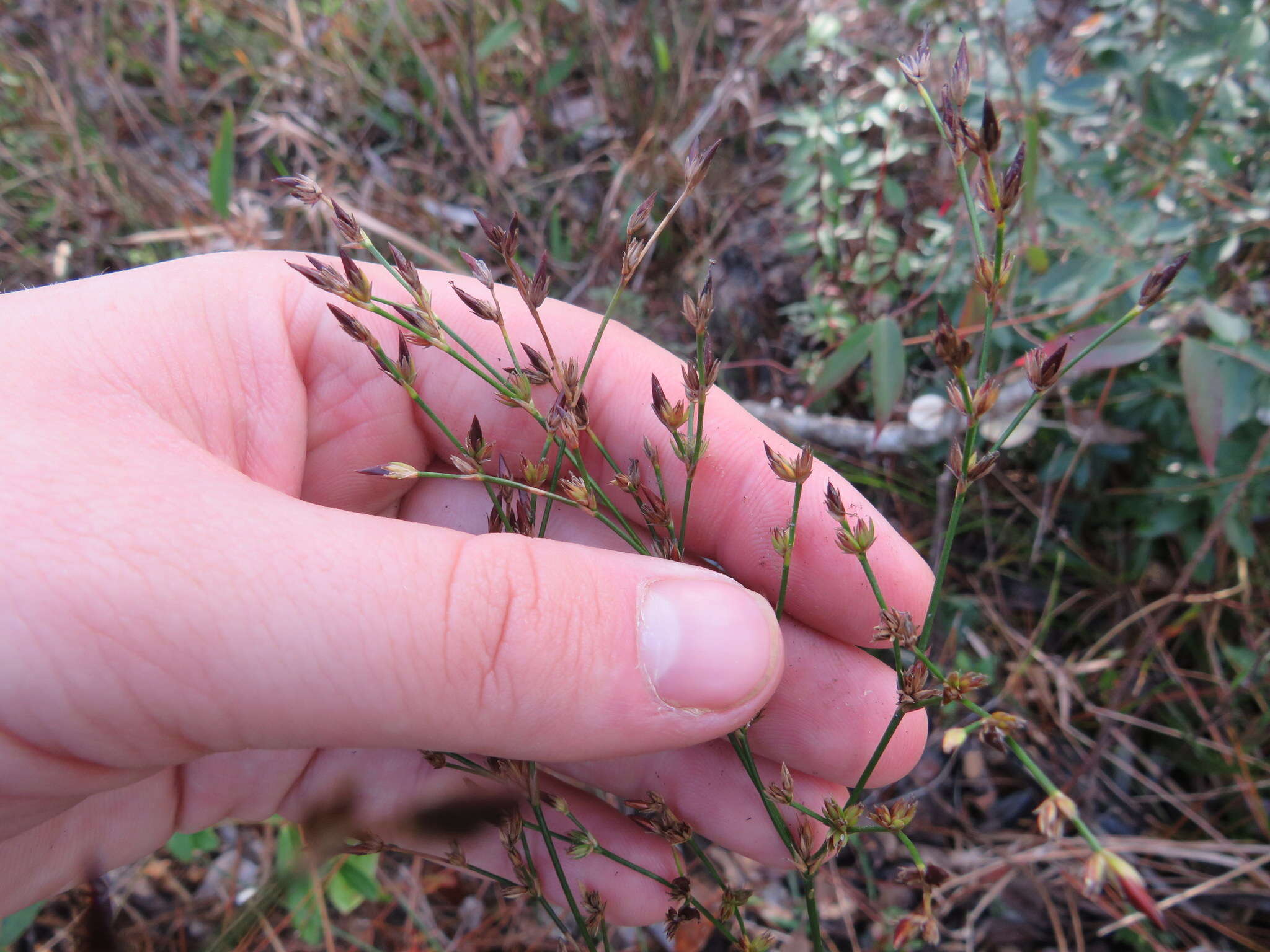 Imagem de Juncus trigonocarpus Steud.