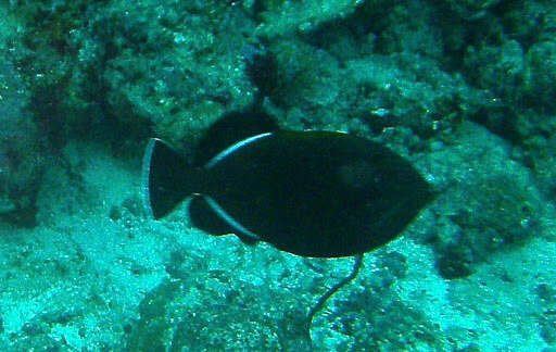 Image of Indian triggerfish