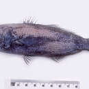 Image of Black cigarfish