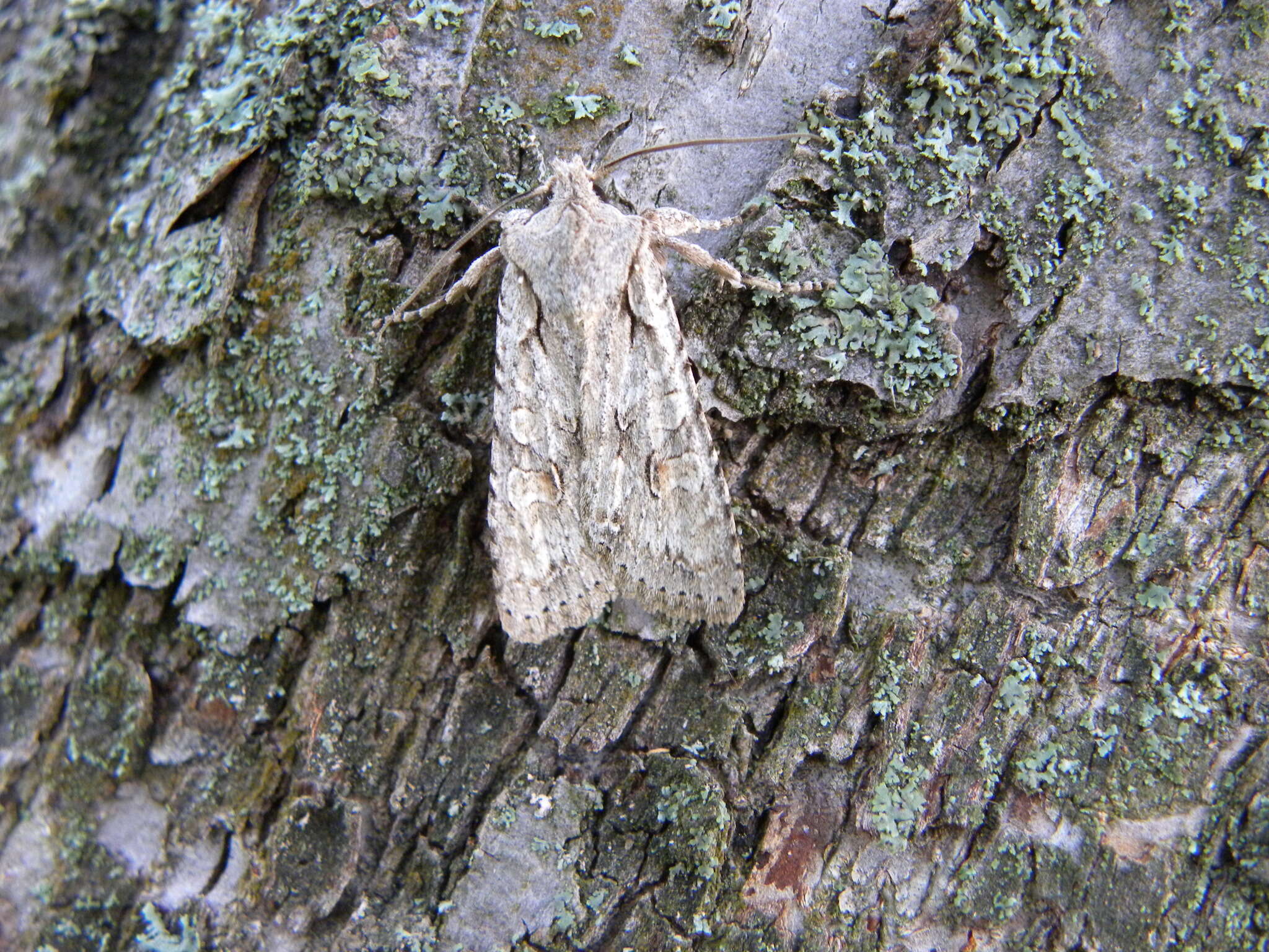 Image of grey shoulder-knot