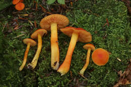 Plancia ëd Hygrocybe squamulosa (Ellis & Everh.) Arnolds 1995