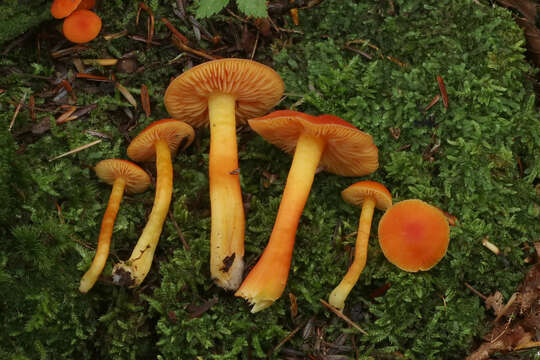 Hygrocybe squamulosa (Ellis & Everh.) Arnolds 1995 resmi