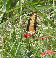 صورة Papilio astyalus Godart 1819