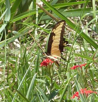 Image of Broad-banded Swallowtail