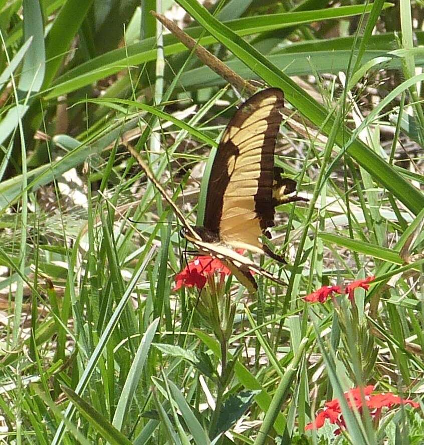 Слика од Papilio astyalus Godart 1819