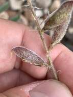 Image of Minthorn's milkvetch