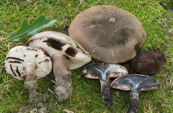 Image of Tylopilus alboater (Schwein.) Murrill 1909