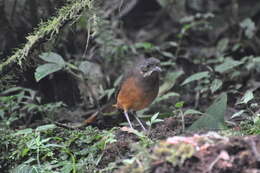 Image of Moustached Antpitta