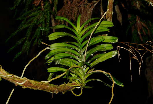 Image of Trichoglottis luchuensis (Rolfe) Garay & H. R. Sweet