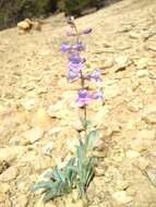 Image of handsome beardtongue