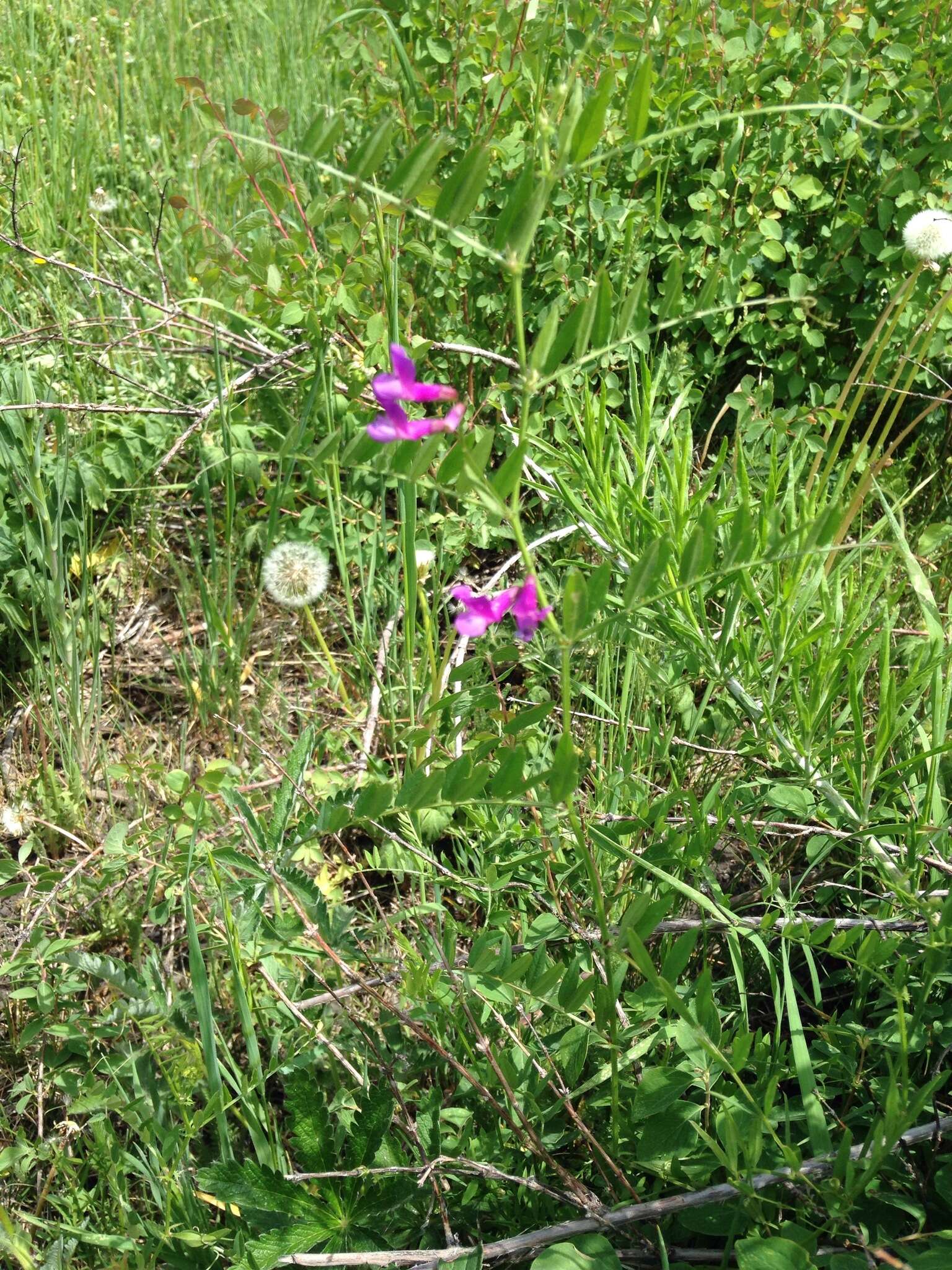 Viola canadensis var. scopulorum A. Gray的圖片