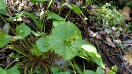 Image de Claytonia perfoliata subsp. mexicana (Rydb.) J. M. Miller & K. L. Chambers