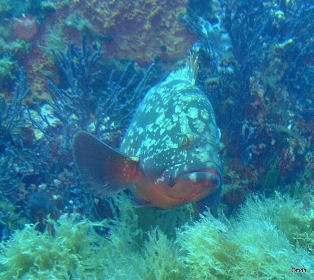 Image of Dusky Grouper