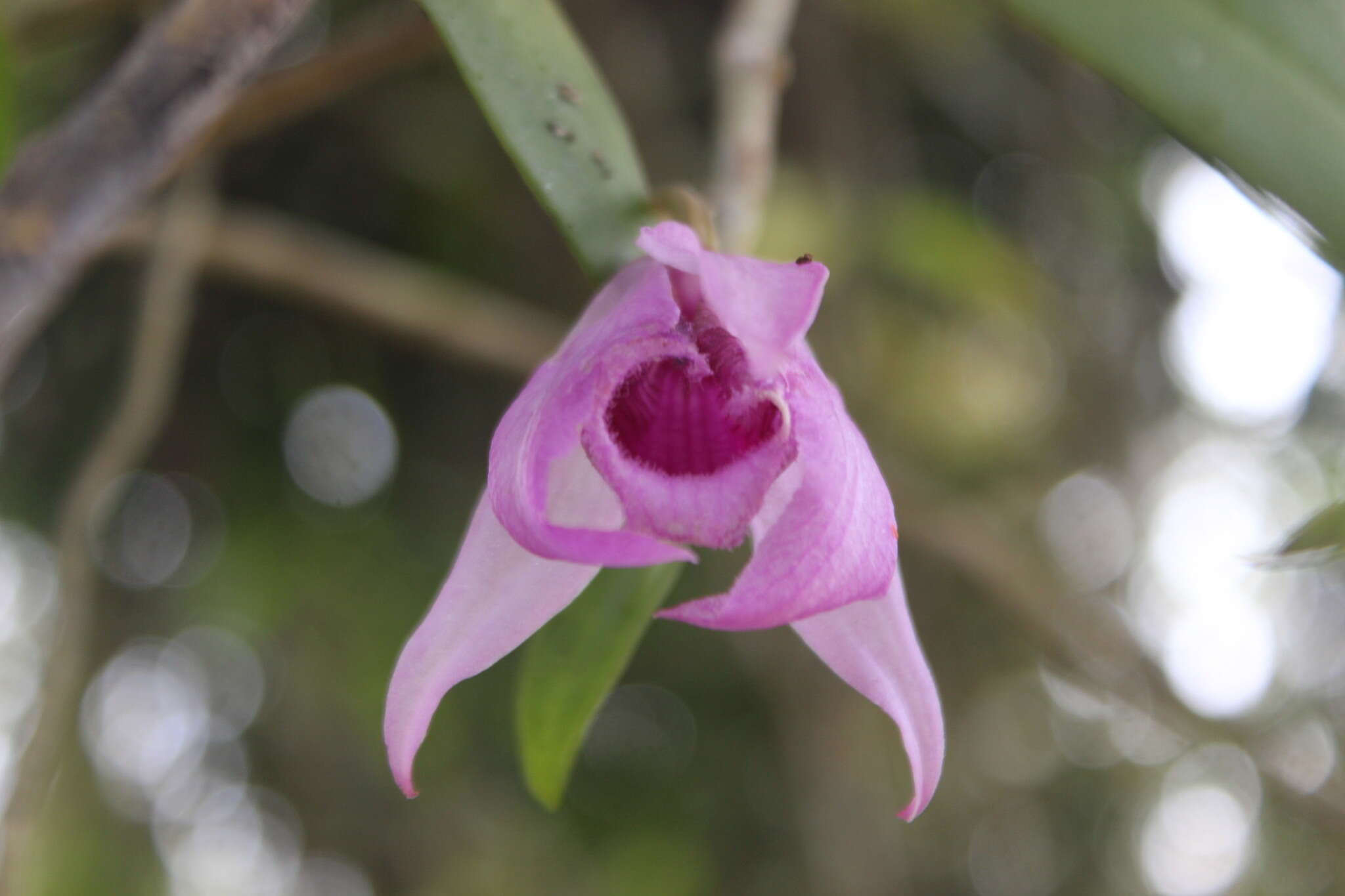 Plancia ëd Dendrobium anosmum Lindl.