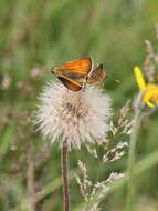 Image of small skipper